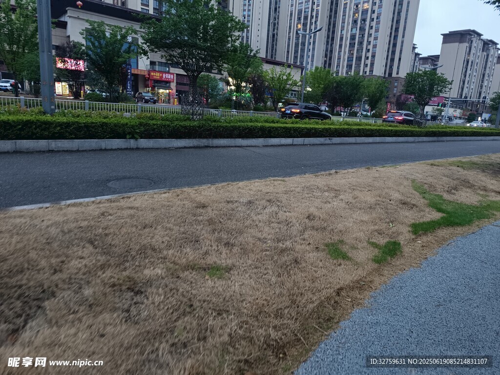城市路边的枯黄草地