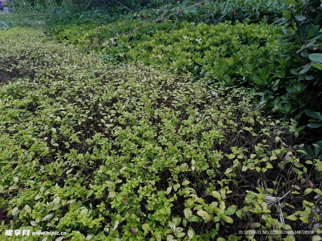 绿意盎然的植物景观
