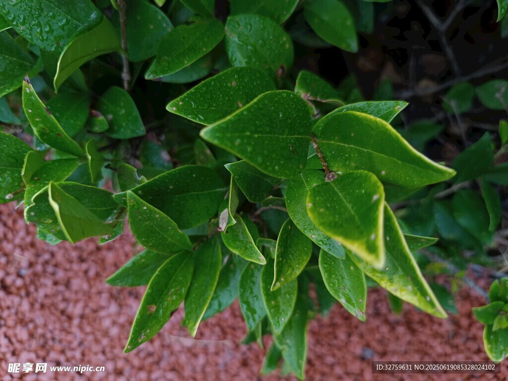 绿叶植物特写