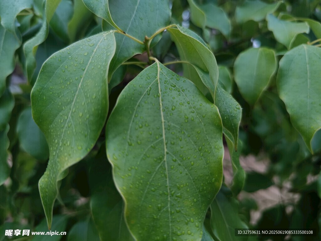 翠绿舒展的植物叶片