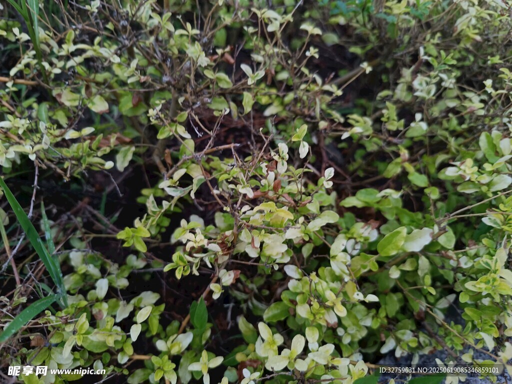 绿叶繁茂的植物景观
