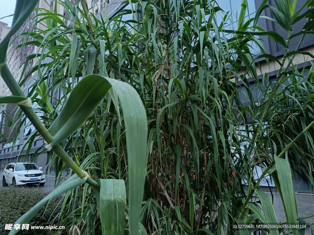 路边茂盛的绿色植物