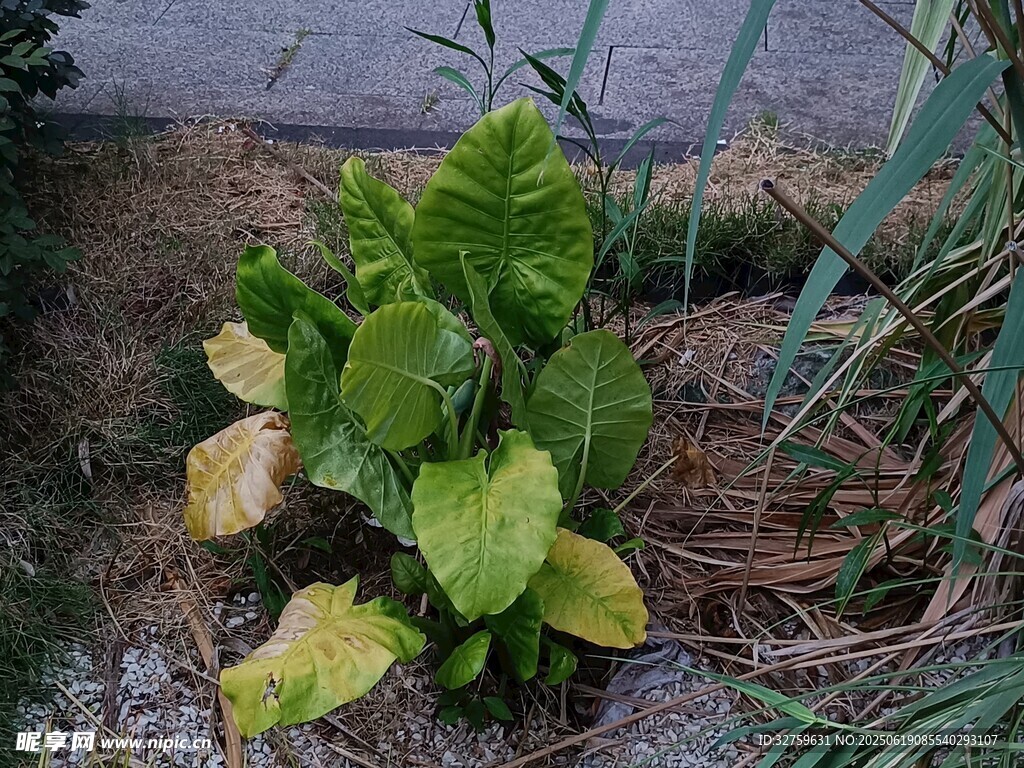 绿叶植物特写