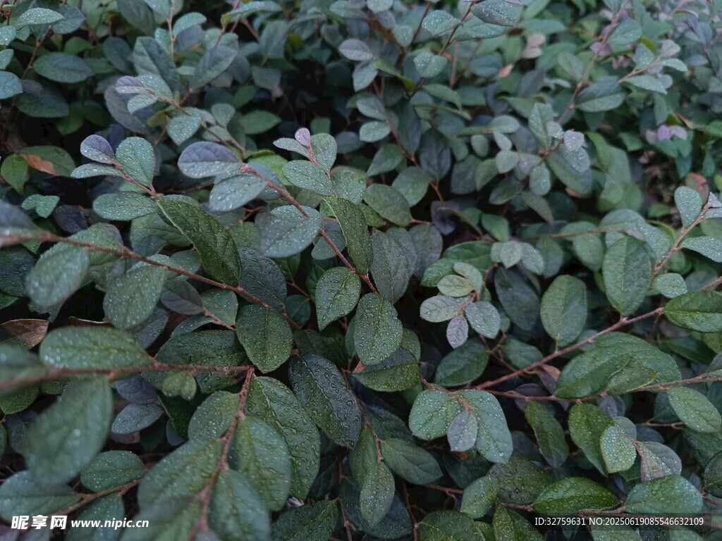 绿叶植物特写