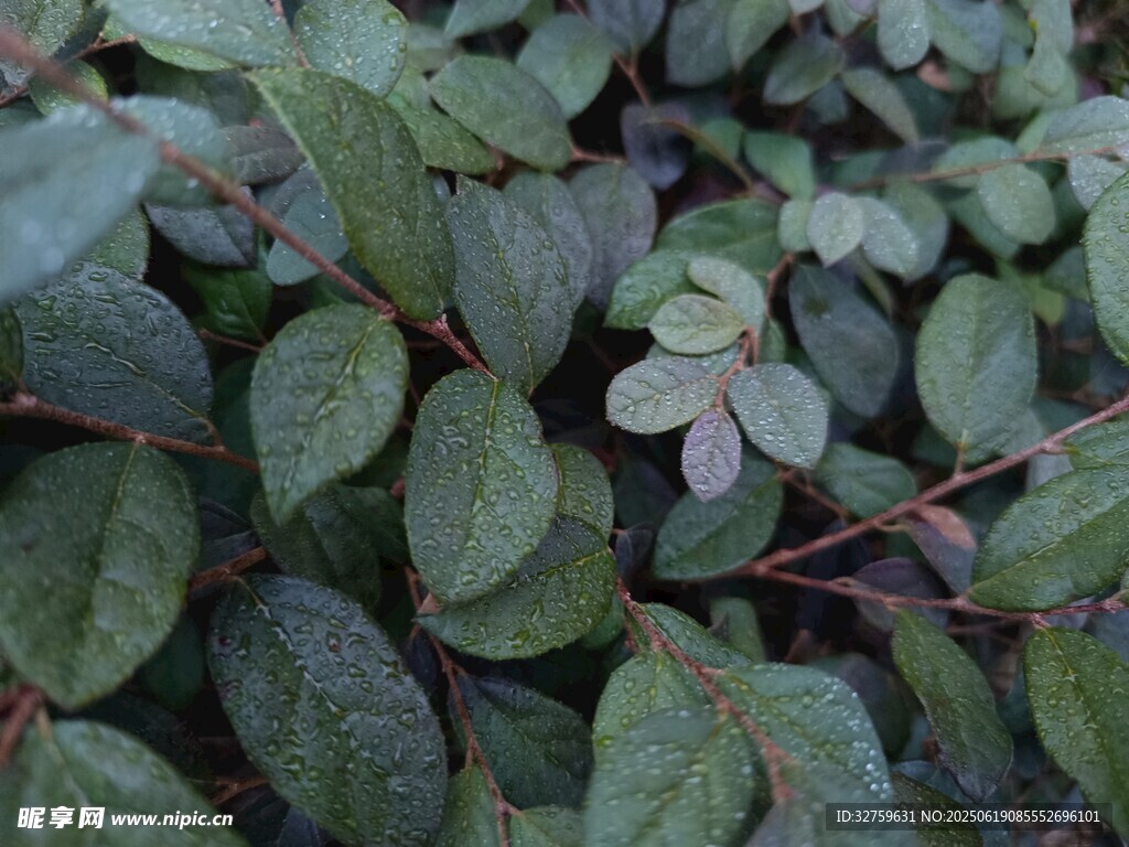 绿叶繁茂的植物景象