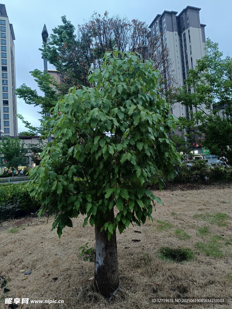 城市中独立生长的绿树