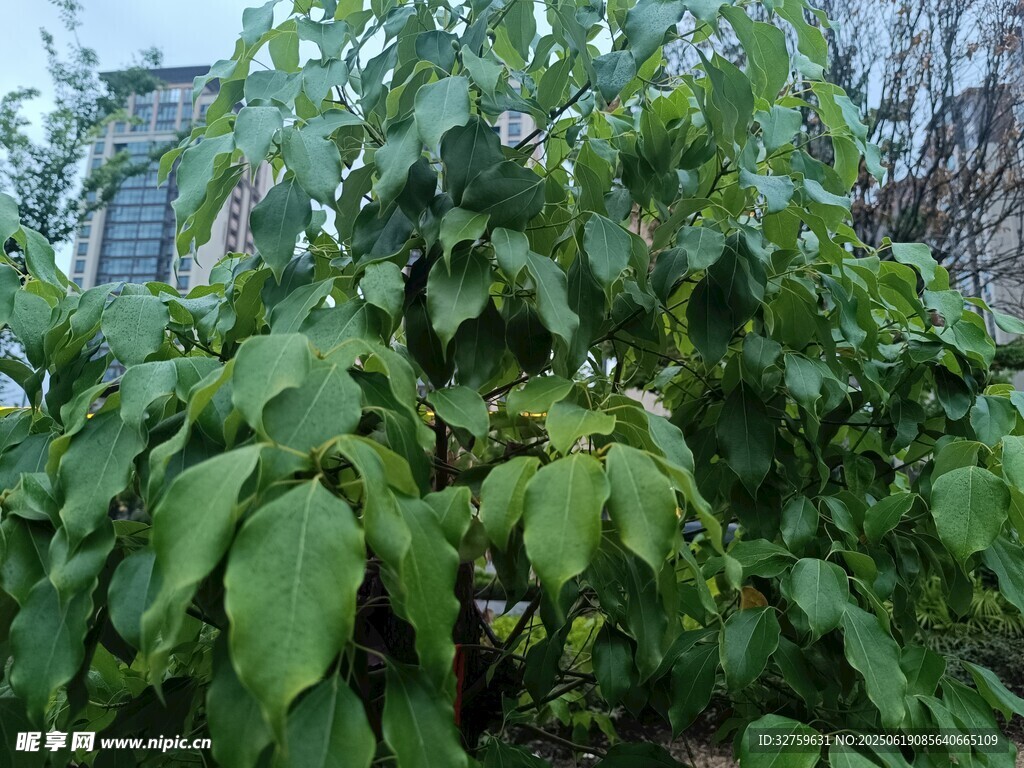 茂盛的绿叶植物