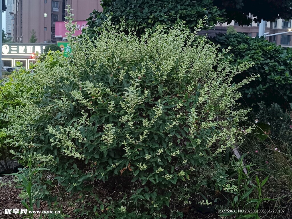 茂盛的绿色灌木丛