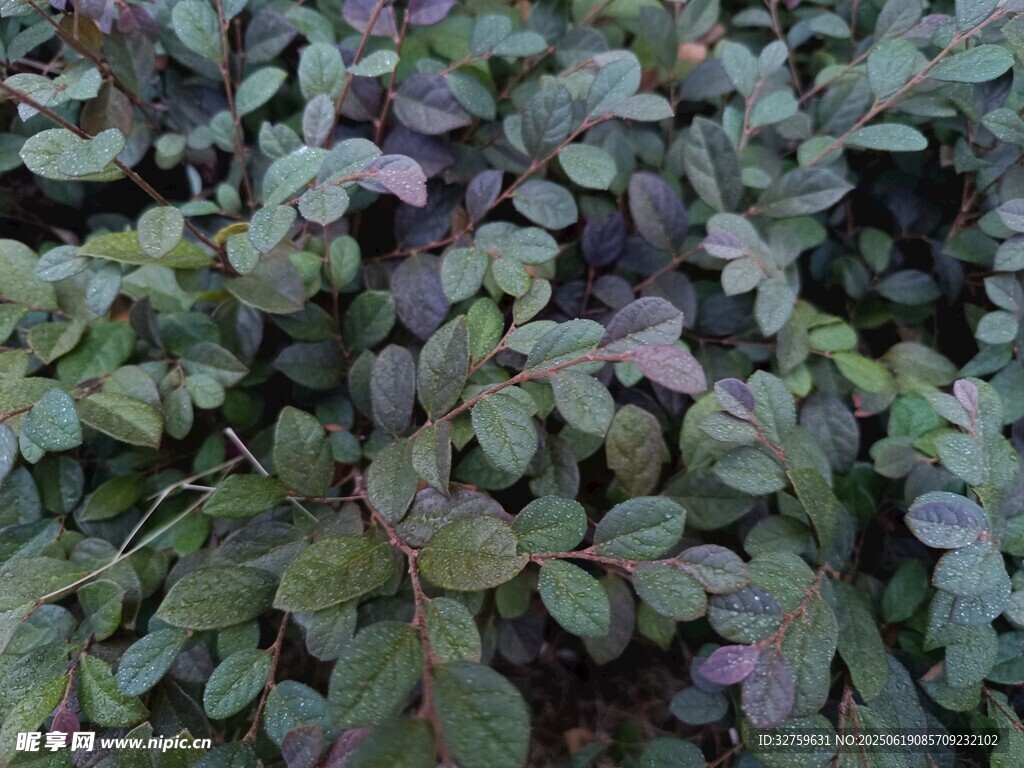 绿叶植物特写