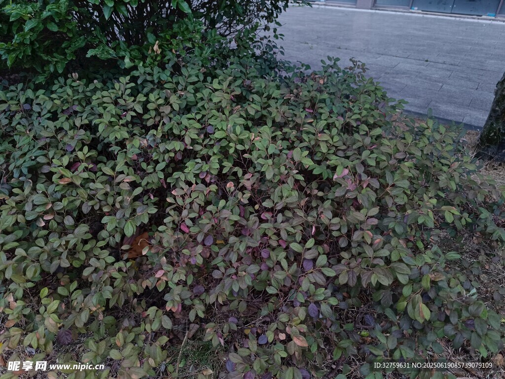 路边繁茂的绿植景观