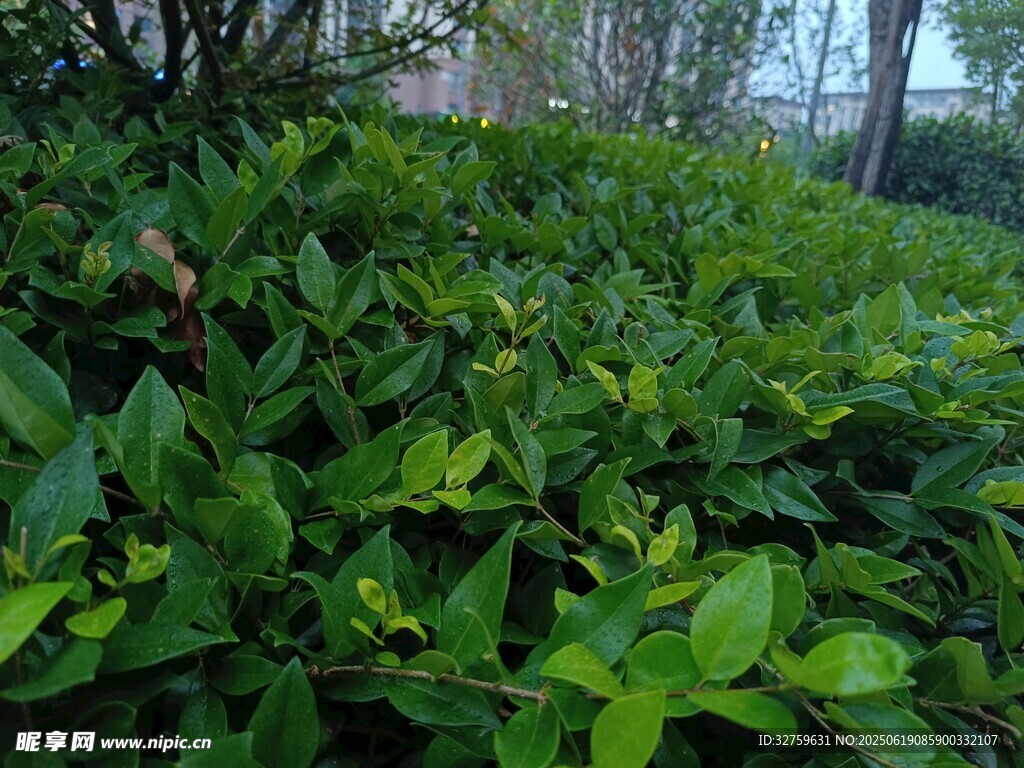 翠绿繁茂的灌木丛景观