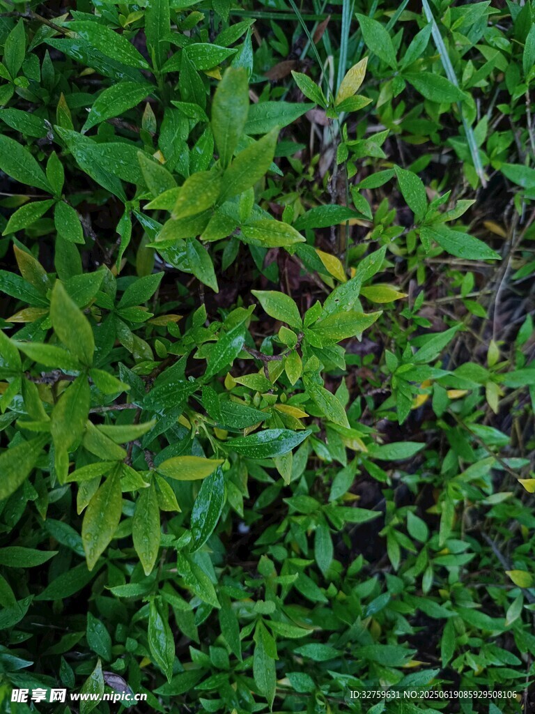 翠绿繁茂的野生植物群落