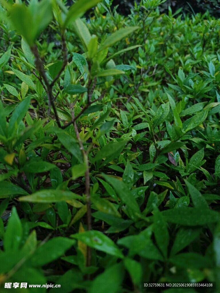 翠绿繁茂的植物枝叶