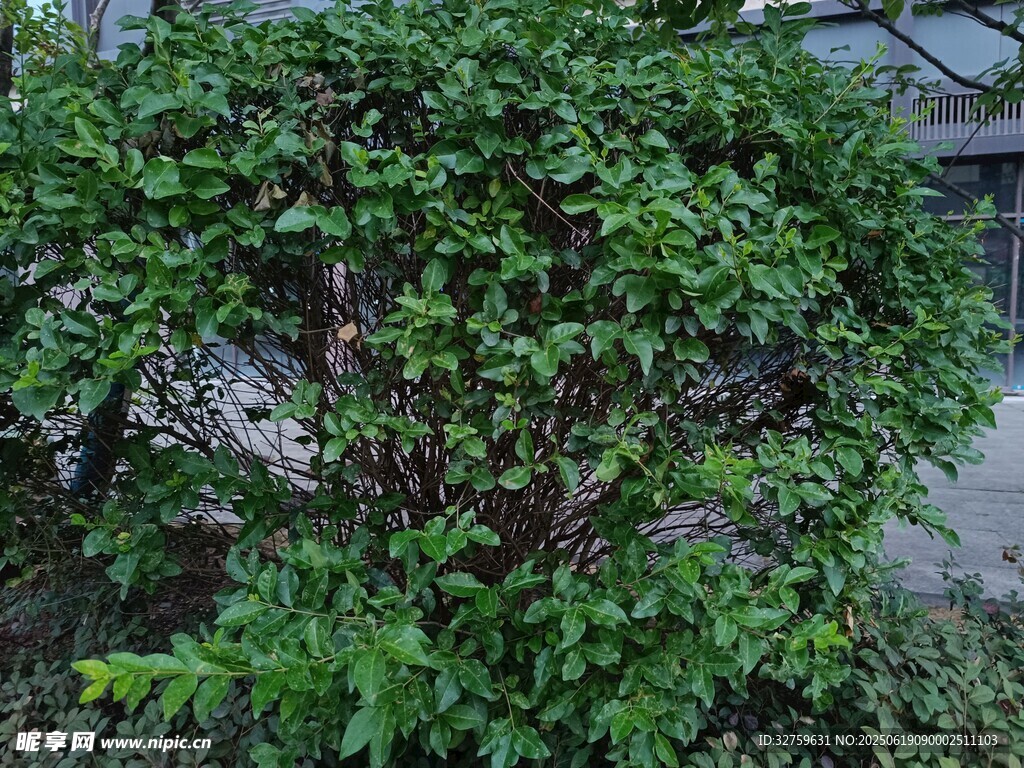 绿植覆盖的奇特人形景观