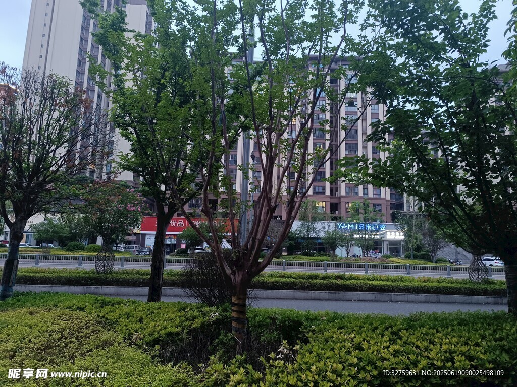 城市街边绿植景观