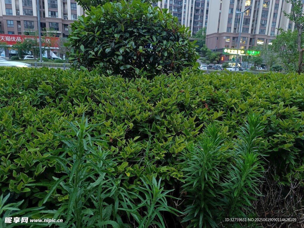 城市中的绿植景观
