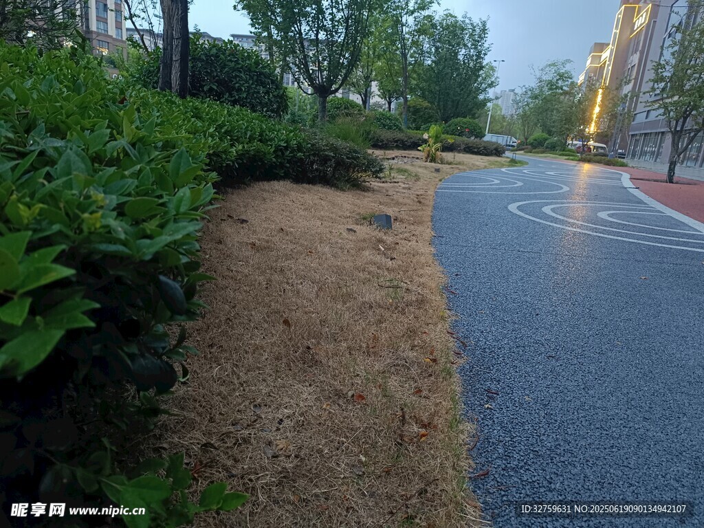 小区道路旁的绿植景观