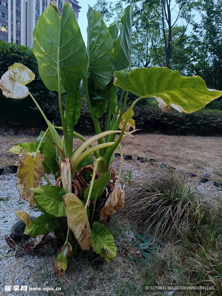 户外生长的绿植
