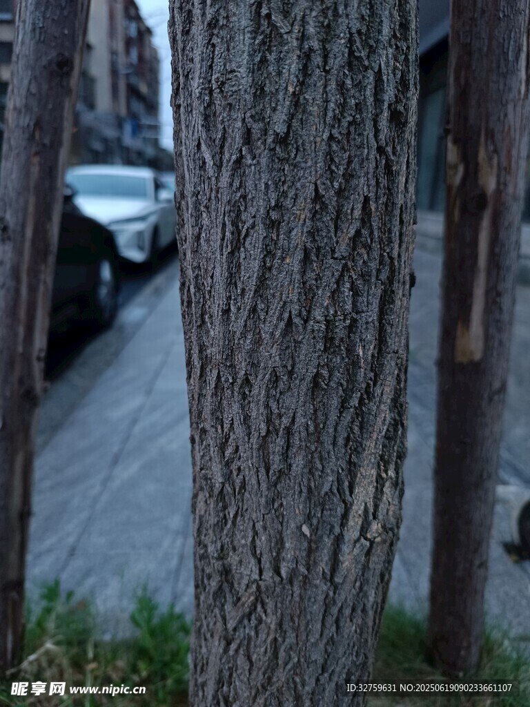 街边树干特写