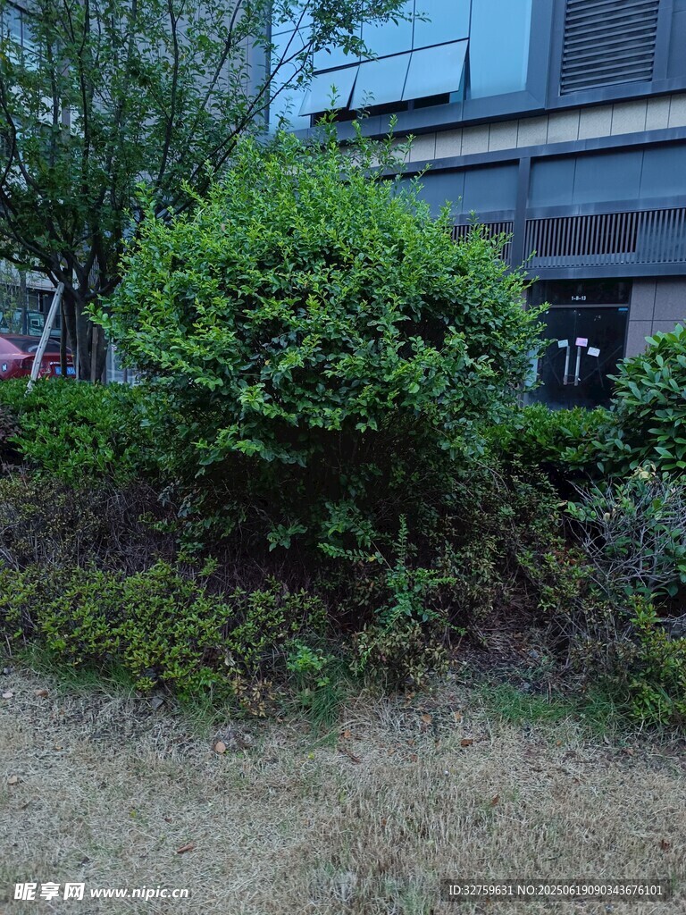 户外绿植景观