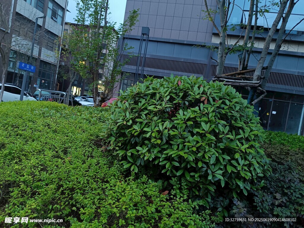 城市中葱郁的绿植景观