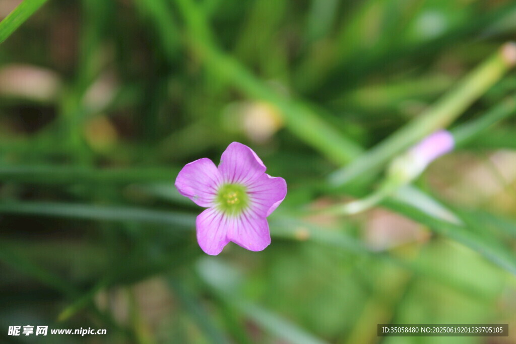 紫花酢浆草  