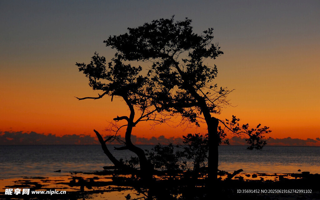 夕阳下的孤树与海景