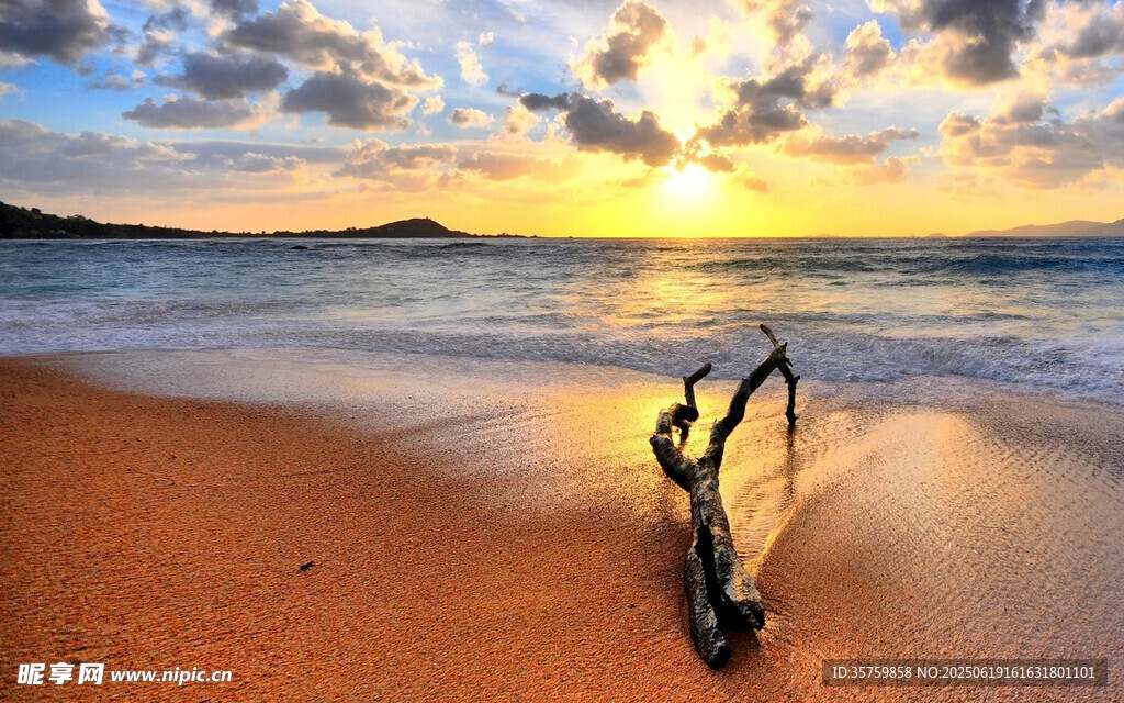 夕阳下的海滩枯木美景