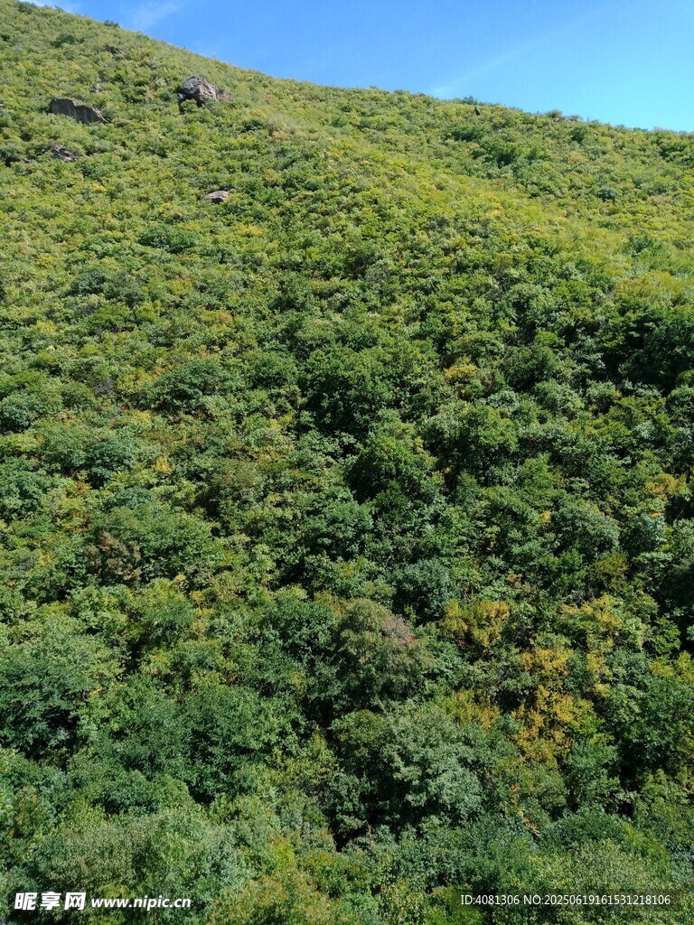 翠绿山坡植被茂盛景观