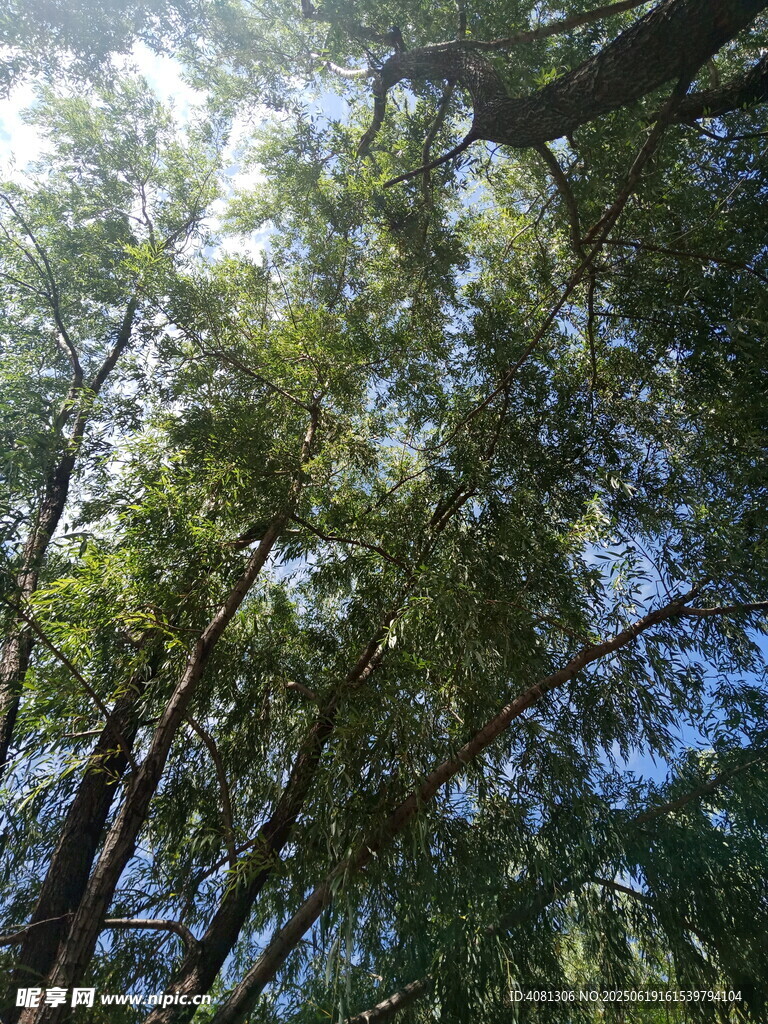 林间绿荫