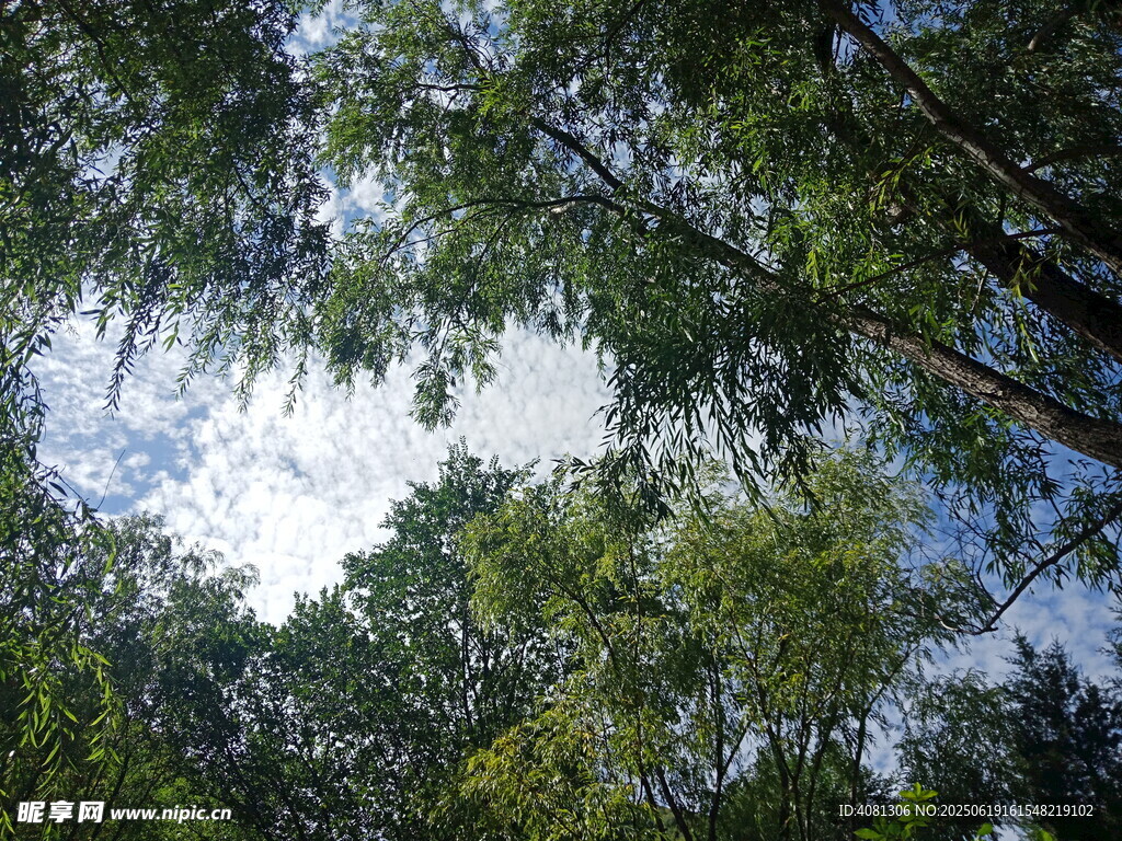 仰视葱郁树林天空景象