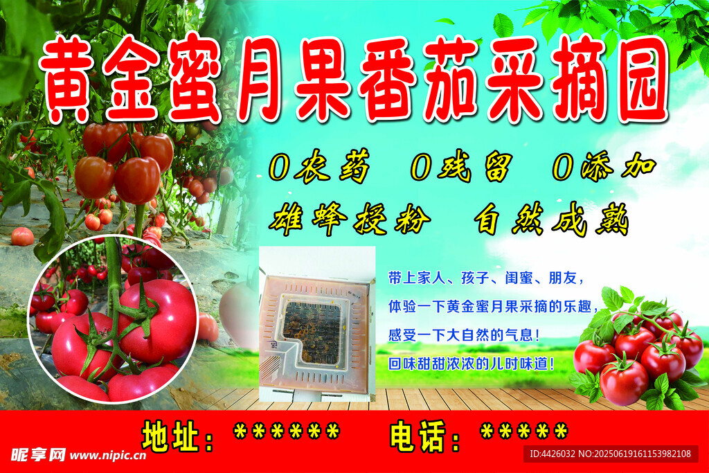 番茄采摘园