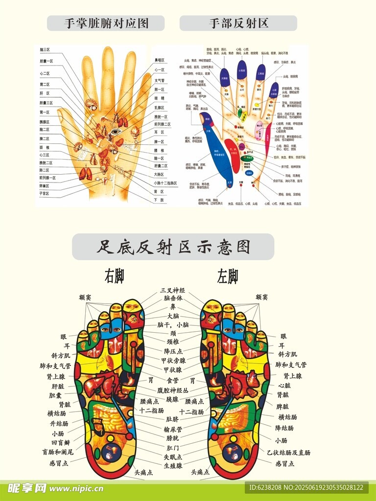 手脚经穴部位图
