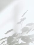 植物光影剪影