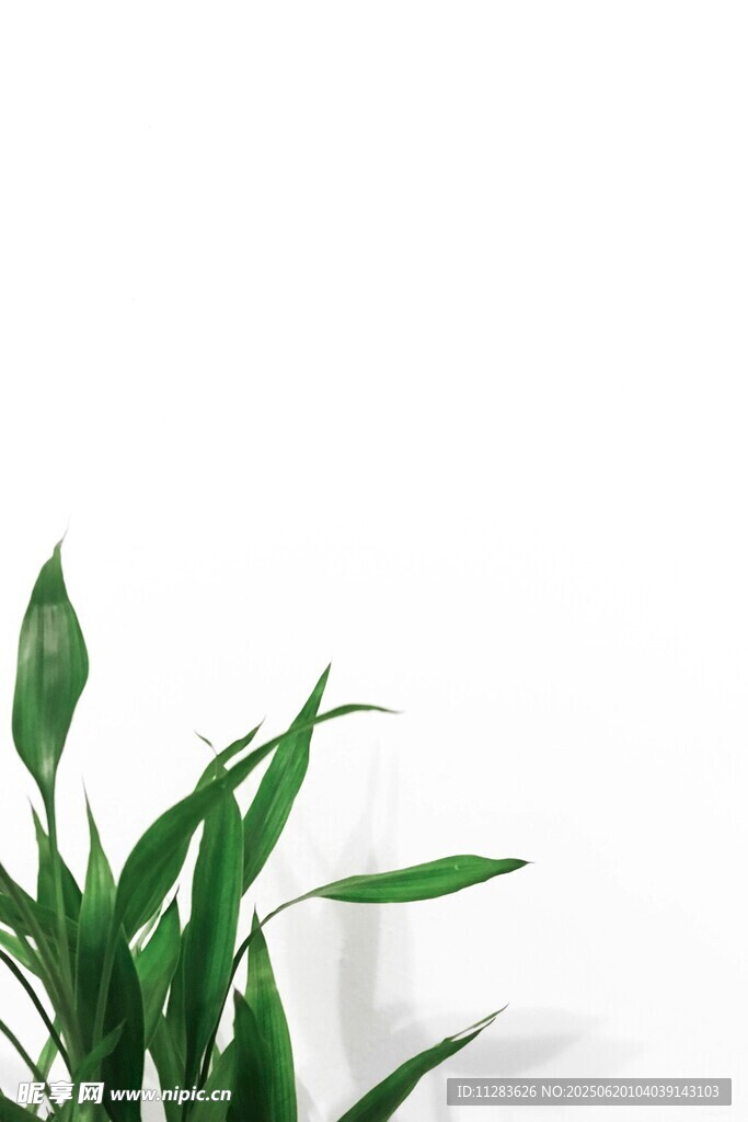 翠绿叶片植物特写