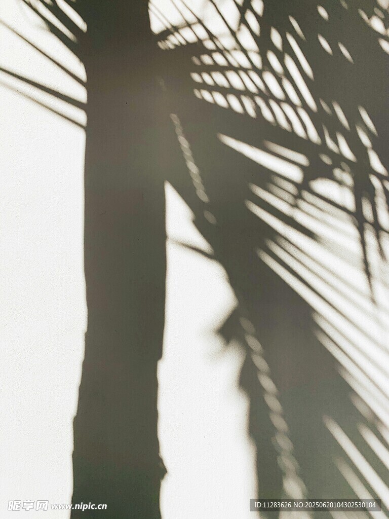 阳光下的棕榈树剪影