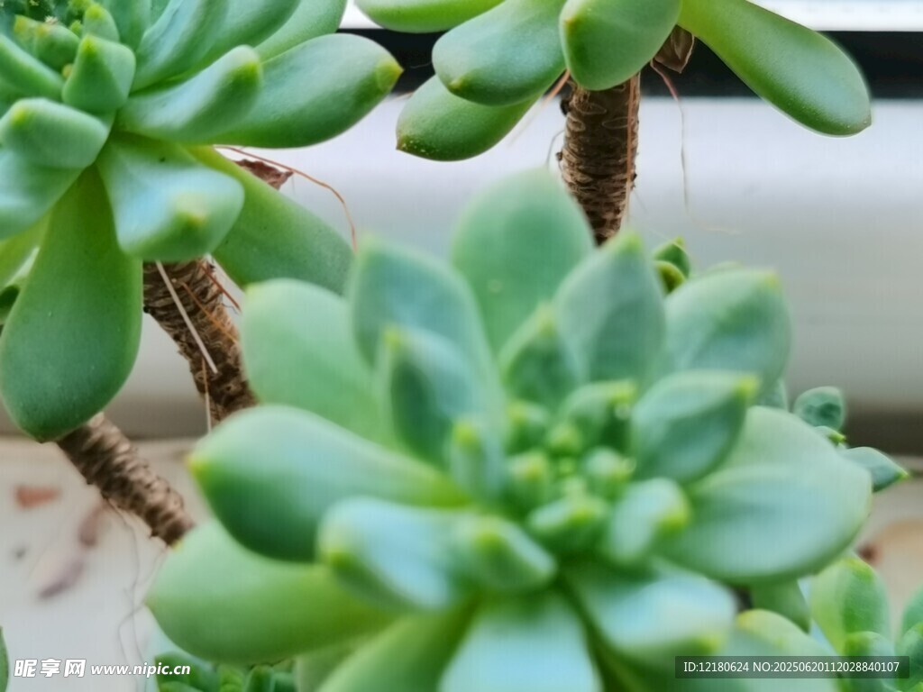多肉 苹果