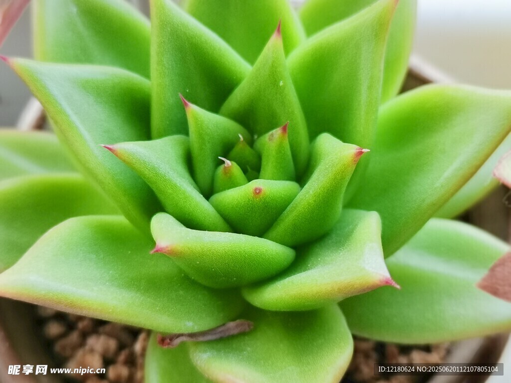多肉