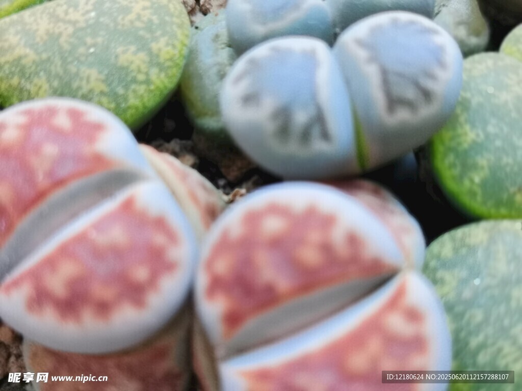 多肉