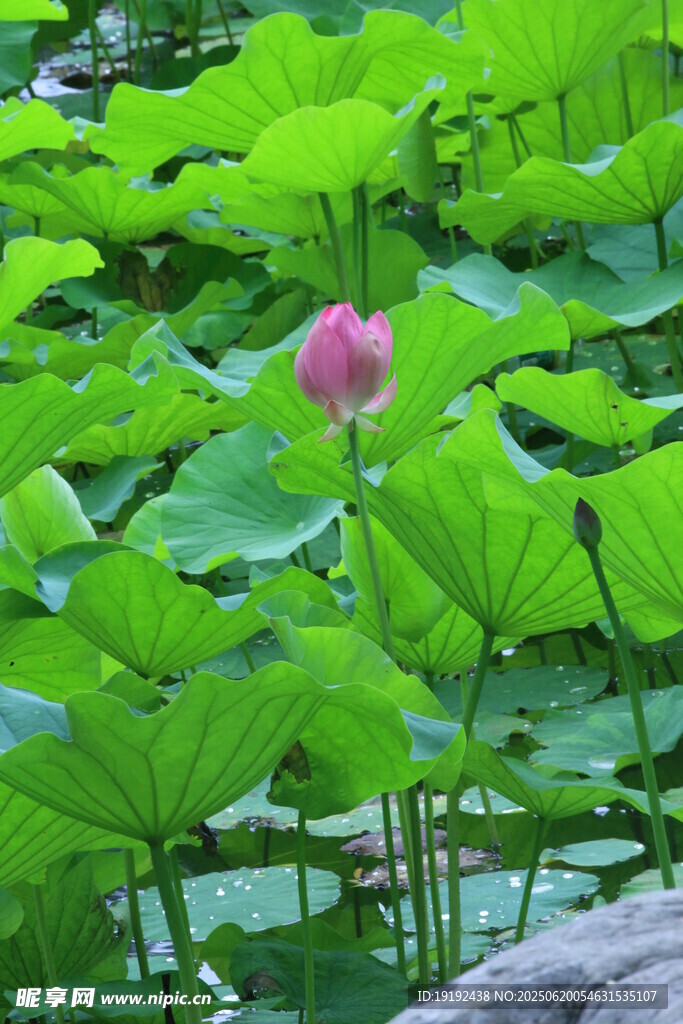 荷花荷叶  