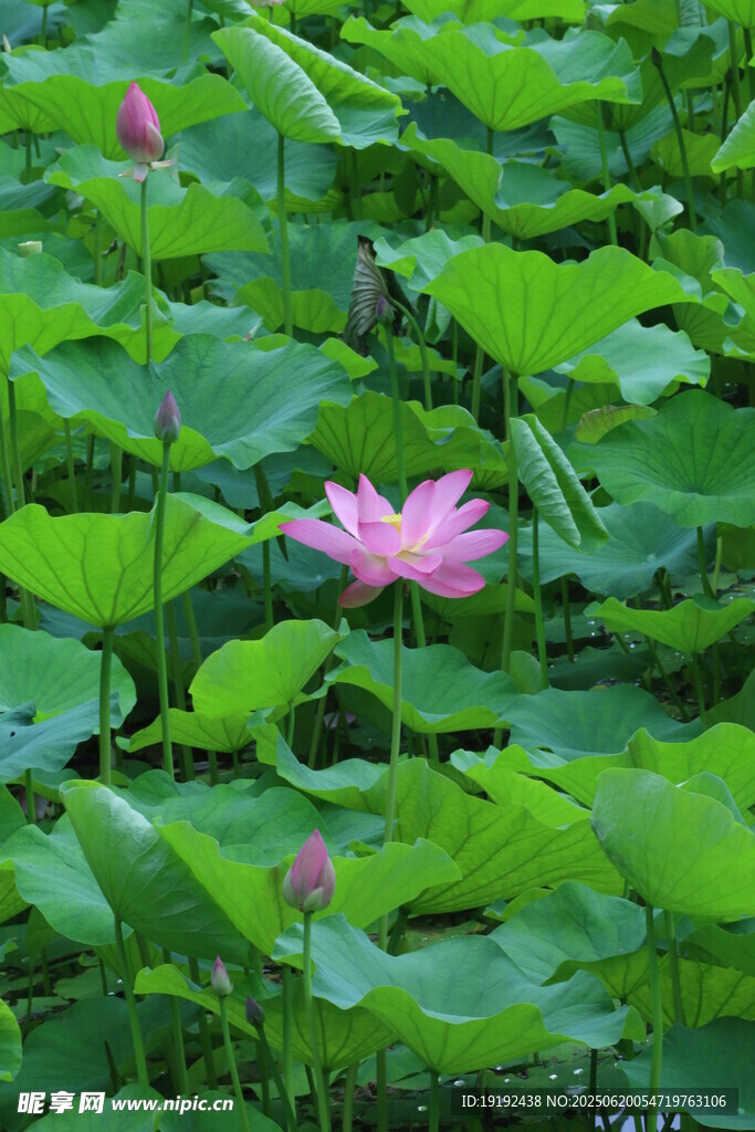 荷花荷叶 