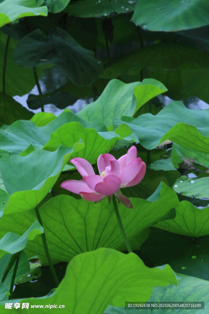 荷花荷叶  