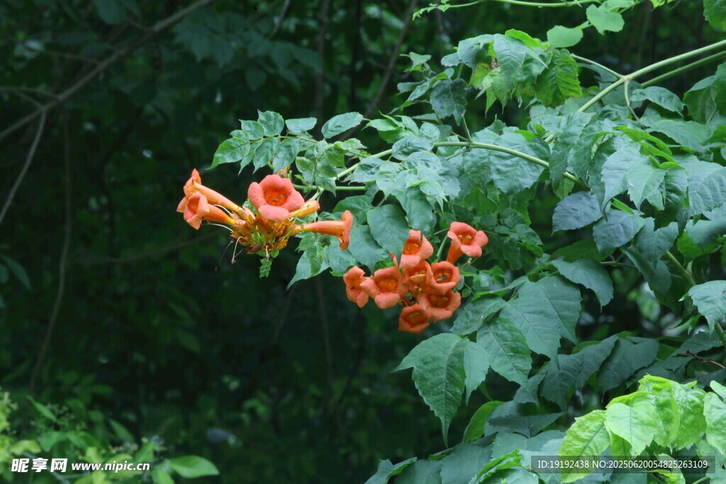 凌霄花  