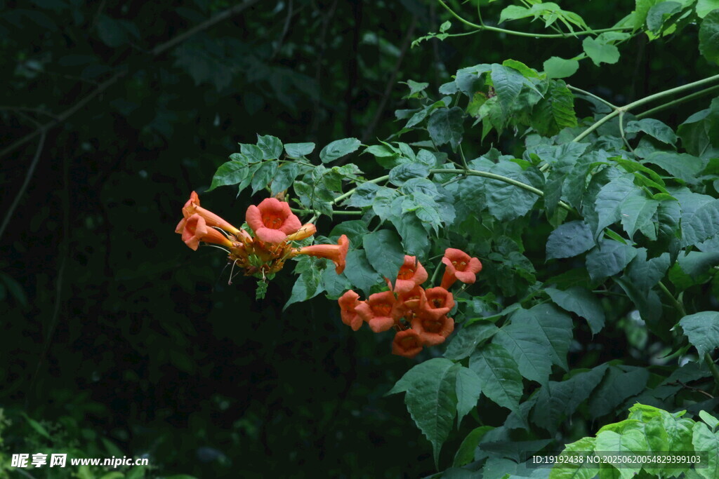 凌霄花  
