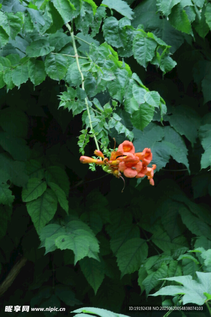 凌霄花  