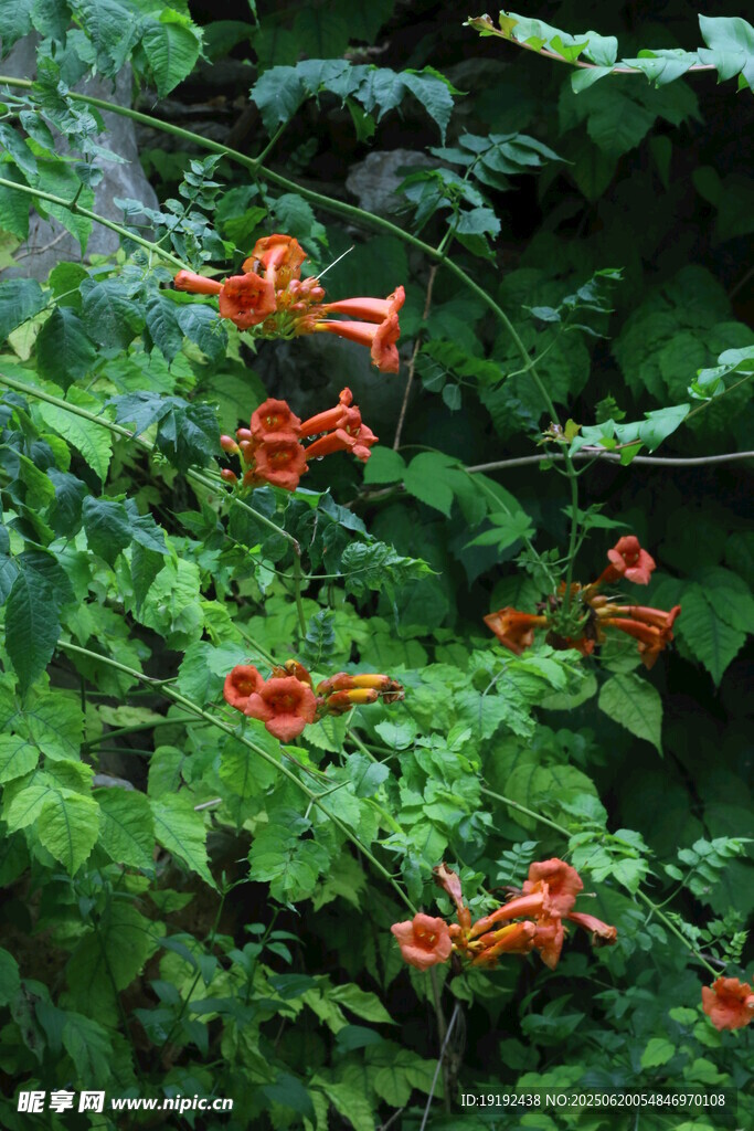 凌霄花  