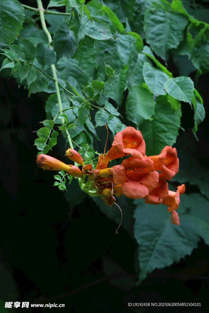 凌霄花  