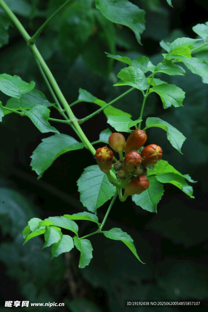 凌霄花  