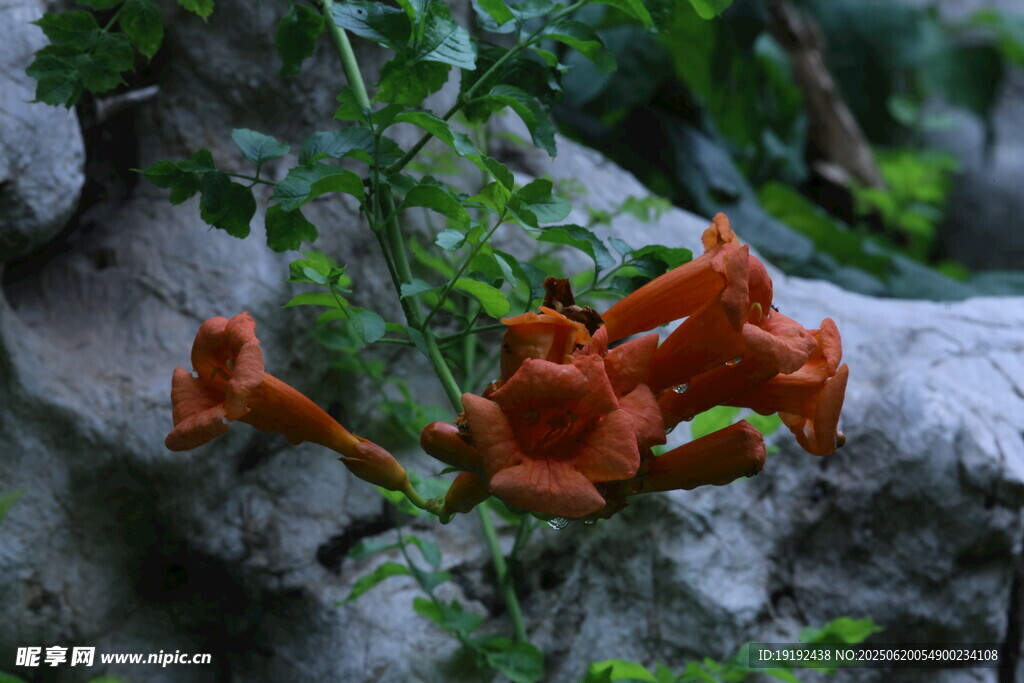 凌霄花 