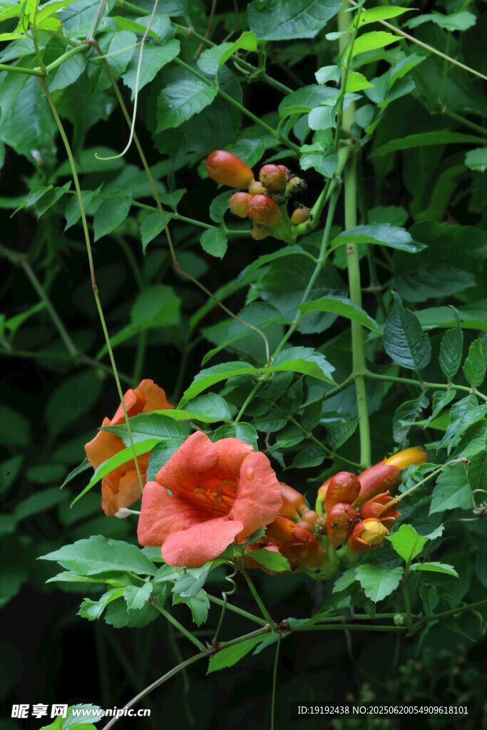 凌霄花 